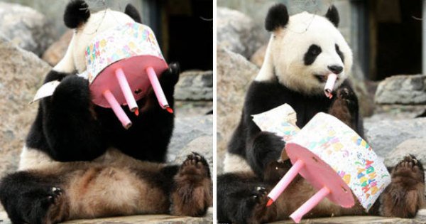 sometimes animals birthday parties are better than ours 640 58 Daily Morning Awesomeness (45 Photos)